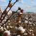 Quelles sont les qualités du coton ?