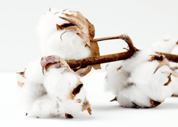 utiliser du coton