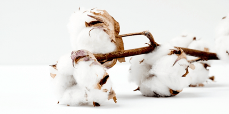 utiliser du coton