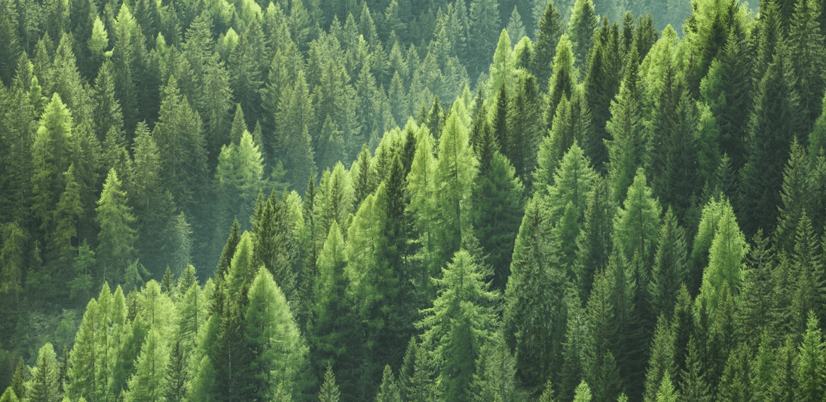 forêt pins 