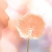 Peach Fuzz : la couleur Pantone 2024 signe une année tout en douceur