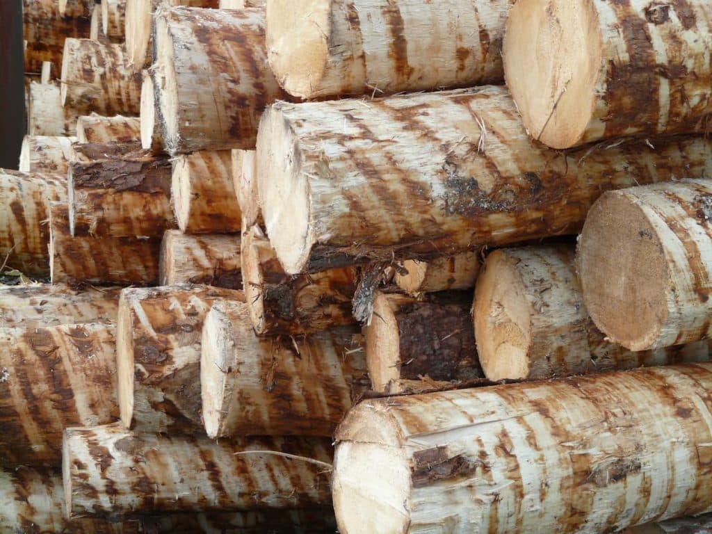 Coupe bois de sapin
