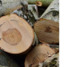 Bois de bouleau pour mobilier : clarté et résistance