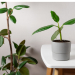 Ces plantes que vous devez absolument éviter : elles attirent les punaises de lit chez vous