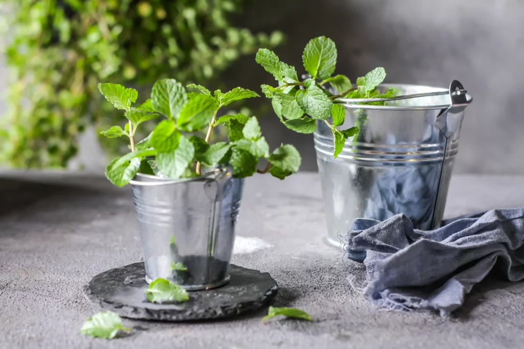 Plante menthe poivrée en pot 