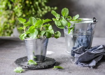 Plante menthe poivrée en pot