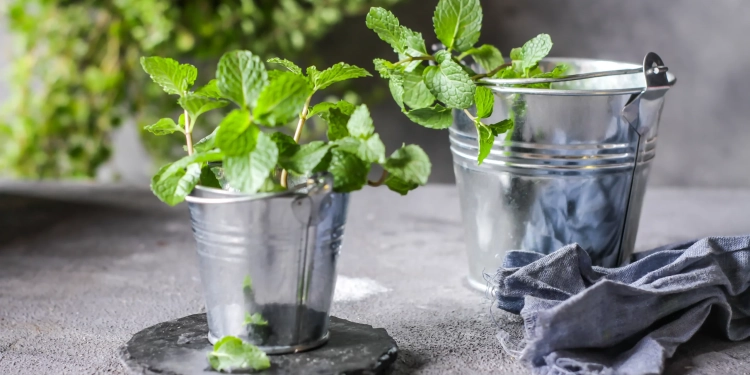 Plante menthe poivrée en pot