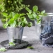 Plante menthe poivrée en pot