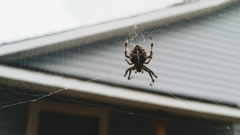 vue rapprochee de l'araignee sur la toile proche d'une maison